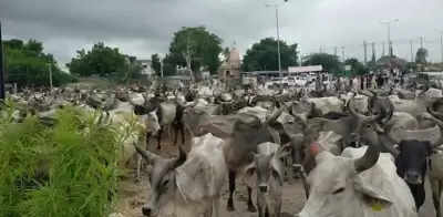 गुजरात राजमार्गों पर हजारों गायों ने यातायात को रोका