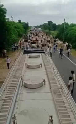 गुजरात राजमार्गों पर हजारों गायों ने यातायात को रोका