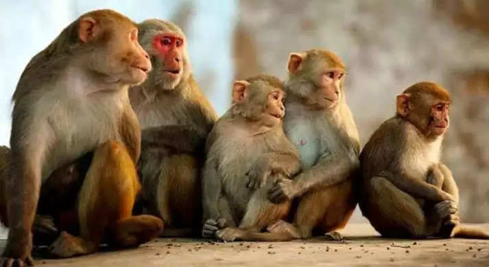 About 40 monkeys died under suspicious circumstances, it is feared that they will be poisoned in jaggery