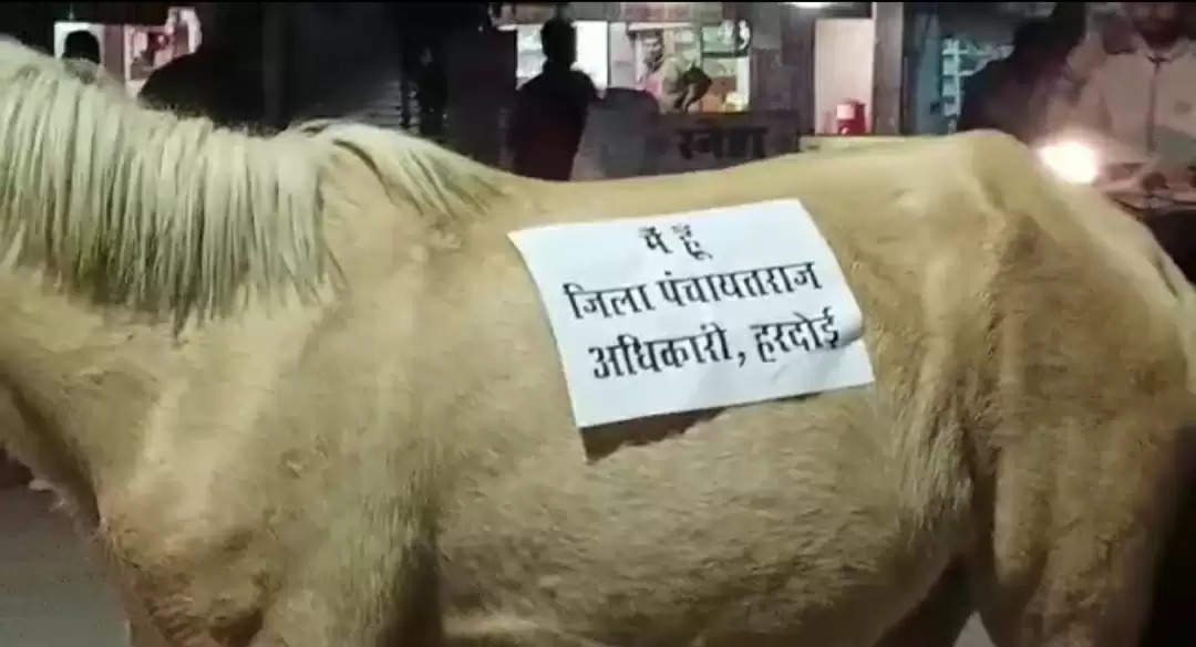 Global bharat news DPRO horse poster hardoi