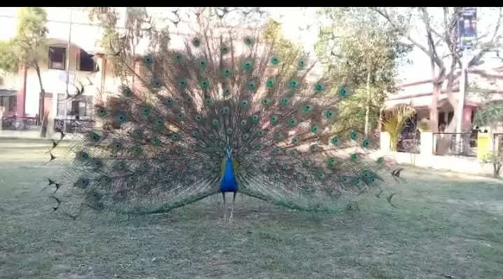 In Lalganj tehsil, national bird peacock walks from 9 am to 5 pm