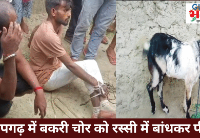 Pratapgarh bakri chor